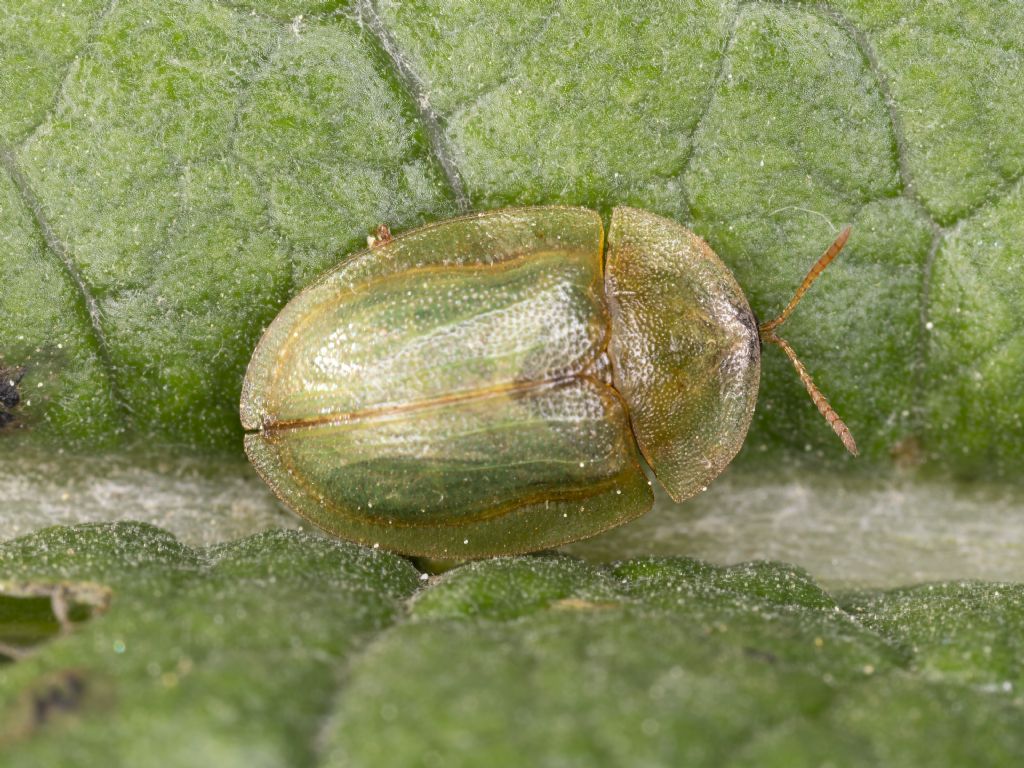 Cassida viridis? aiuto identificazione